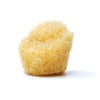 Sea sponge 5 - 12cm