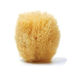 Sea sponge 5 - 12cm