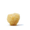 Sea sponge 5 - 12cm