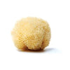 Sea sponge 5 - 12cm