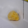 Sea sponge 5 - 12cm