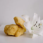 Sea sponge 5 - 12cm