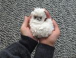 Pocket Pal - Fluffy Llama