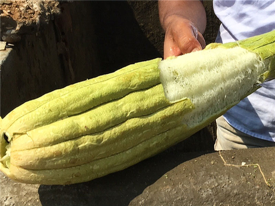 Vegetable sponge Loofco 