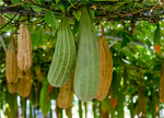 Vegetable sponge Loofco 